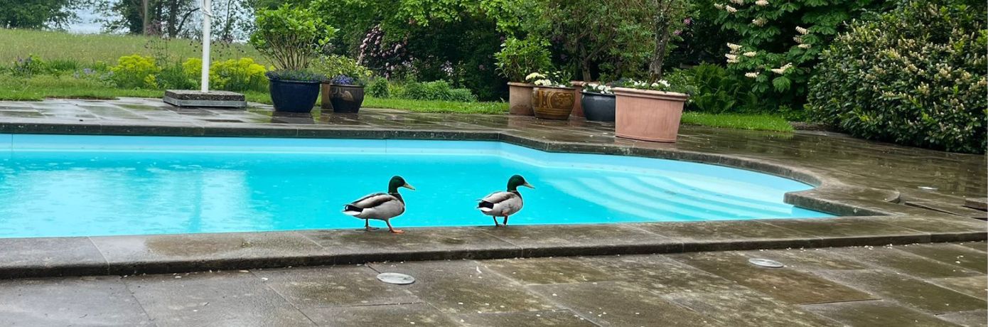 Wenn sogar Enten kommen: ActiveOxygène sorgt für natürliche Wasserqualität
